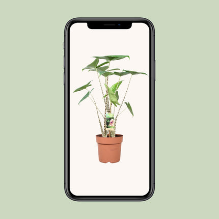 Alocasia Zebrina - Olifantsoor - ↕80cm - Ø21cm