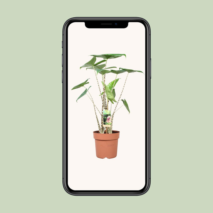 Alocasia Zebrina - Olifantsoor - ↕80cm - Ø21cm