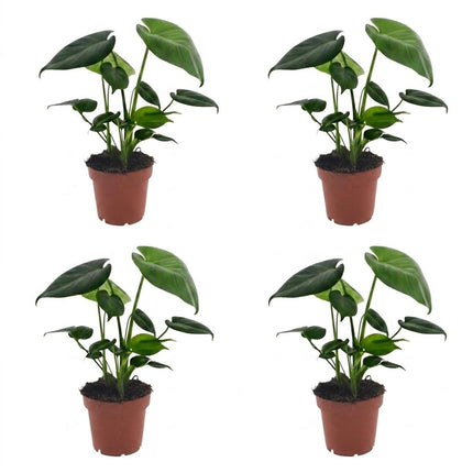Monstera Deliciosa - Gatenplant - 4x - Pot 12cm - Hoogte - 30cm