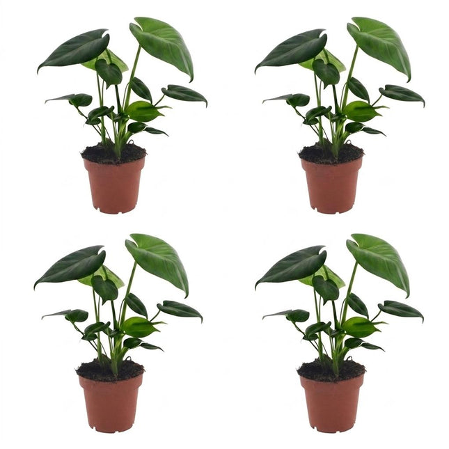 Monstera Deliciosa - Roślina doniczkowa - 4x - Doniczka 12cm - Wysokość - 30cm