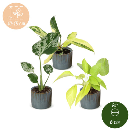 Baby Planten Tropical Mix - Diversen 3x - Tropisch - incl. Linnea Misty Blue - Ø6cm - ↕10-15cm