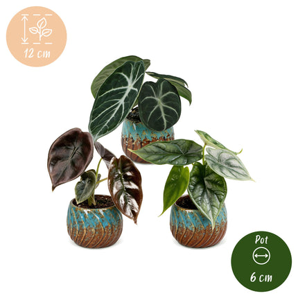 Baby Alocasia Tricolour 3x - Rood - Groen - Zwart - Tropisch - incl. Copper Reef - Ø6cm - ↕12cm