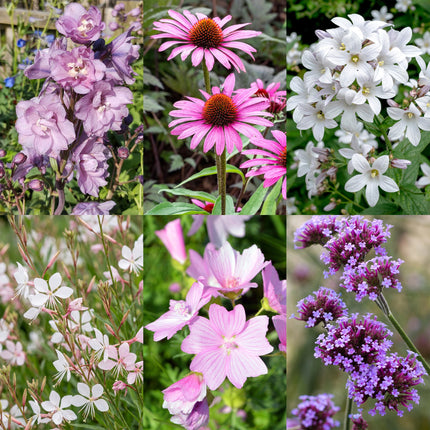 Borderpakket - Bijen en vlinderlokkend - Diversen - Soorten en kleuren - 12 Planten - Pot 11cm - Hoogte 15-25cm