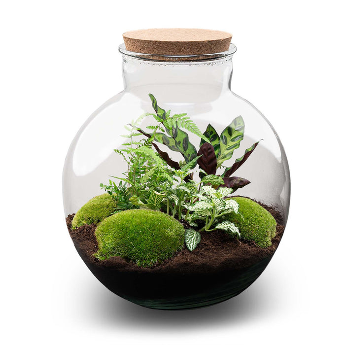 DIY Planten terrarium (met verlichting) - Bolder Bob - Ø 31 cm ↑ 30 cm