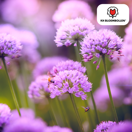 Allium Carolinianum - Bulbos de flor - 15x