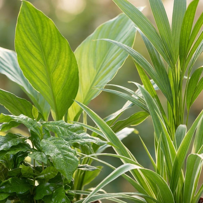 Luchtzuiverende Kamerplanten - Plantenset - ↕30-40cm - Ø12cm