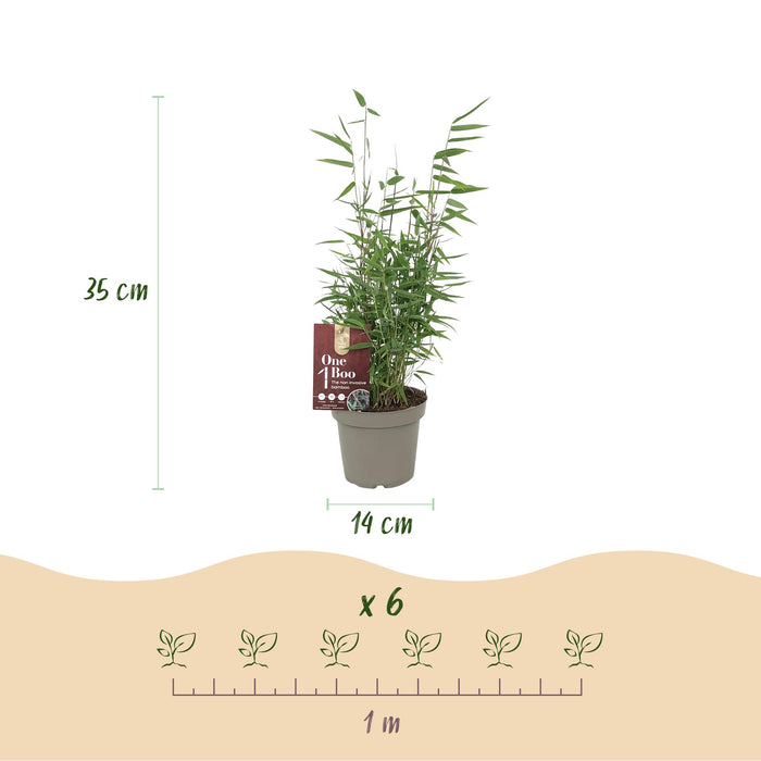 Bamboe - Fargesia Red Dragon - Groen - 4 Planten - Bladhoudend - Niet Woekerend- Pot 14cm Hoogte 35cm