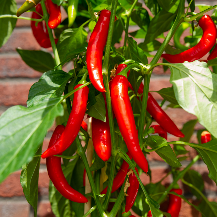 Plukgroente  - Rode hete peper plant - Ø 14 cm - ↨ 45 cm