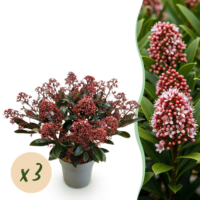 Skimmia japonica Rubella - Boem Rood - 15+ Bloemen - ↕30cm - Ø15cm - 3x