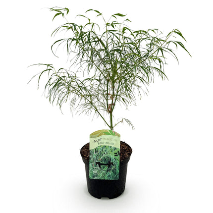 Arce Japonés - Acer palmatum Koto-no-ito - Verde - ↕70cm - Ø19cm