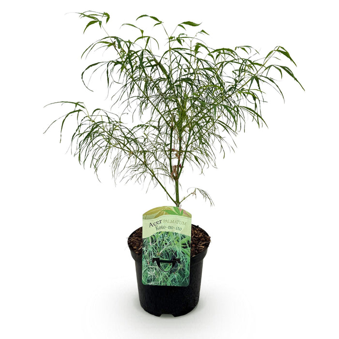 Terrasplant - Japanse Esdoorn - Acer palmatum Koto-no-ito - Groen - Bladverliezend - ↕70cm - Ø19cm
