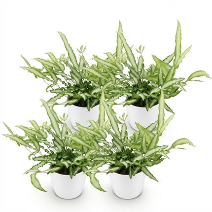 Pteris cretica Albolineata - Felce a nastro - con vaso bianco - ↕20cm - Ø12cm - 4x
