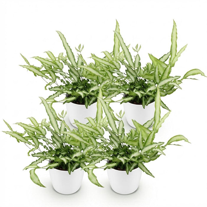 Pteris cretica Albolineata - Lintvaren - met witte plantenpot - ↕20cm - Ø12cm - 4x