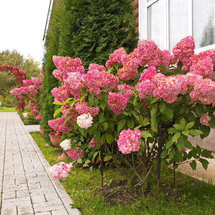 Panicle Hydrangea - Hydrangea panniculata Vanilla Strawberry - White Pink Flower - 3 Plants 1 m² - Deciduous - Large Flowers - 17cm Pot Height 50cm