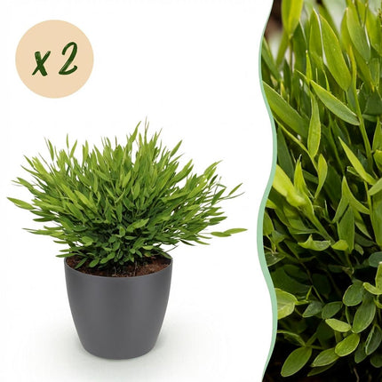 Bamusa Pogonatherum Monica - Bambusgræs - med grå urtepotter - ↕20cm - Ø12cm - 2x