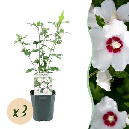 Hibiscus syriacus Red Heart - Tuin Hibiscus - Wit - Rood - ↕45cm - Ø17cm - 3x
