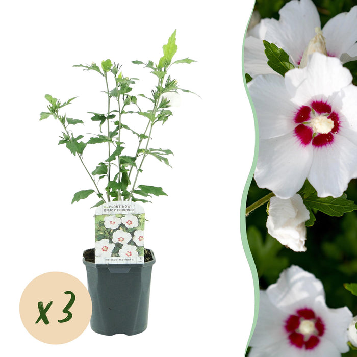 Hibiscus syriacus Red Heart - Tuin Hibiscus - Wit - Rood - ↕45cm - Ø17cm - 3x
