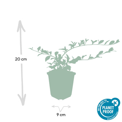 Cotoneaster dammeri - Dwergmispel - ↕10-25cm - Ø9cm - 24x
