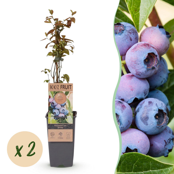 Vaccinium corymbosum Jersey - Bosbes - Blauwe Bes - ↕50cm - Ø15cm - 2x