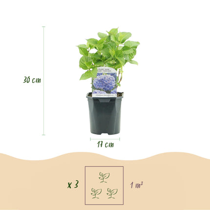 Hortensie (Hydrangea macrophylla Tricolor) – Blütenfarbe: Blau, Rosa und Weiß – 3 Pflanzen – Laubabwerfend – Pflegeleicht – Topf: 17 cm, Höhe: 30 cm