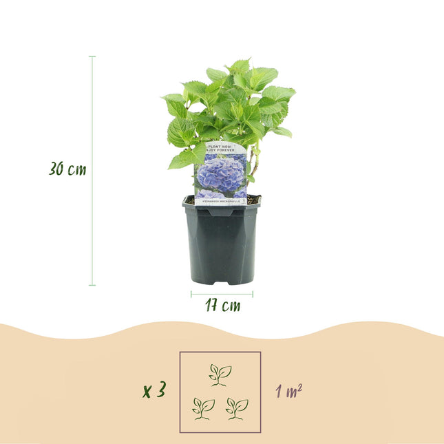 Ortensia - Hydrangea macrophylla Tricolore - Fiore blu, rosa e bianco - 3 piante - Caducifoglia - Bassa manutenzione - Vaso da 17 cm, altezza 30 cm