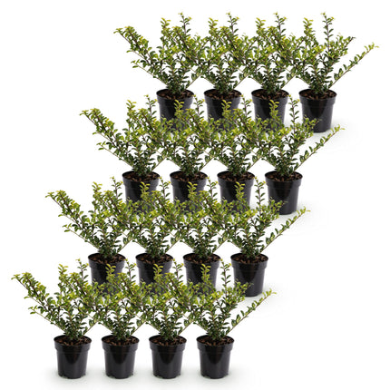 Ilex crenata Golden Gem - Japanse Hulst - 16x Haagplanten - Groenblijvend - Geel - Pot 9cm - Hoogte 20-30cm