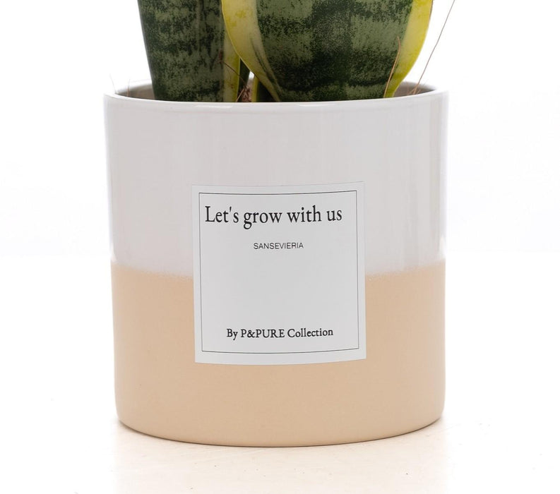 Sansevieria Gift "Let's Grow With Us" met wenskaart - Ø12cm - ↕30cm