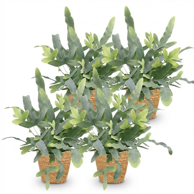 Phlebodium aureum Blue Star - Blauwe Varen - met Mand - ↕25cm - Ø12cm - 4x