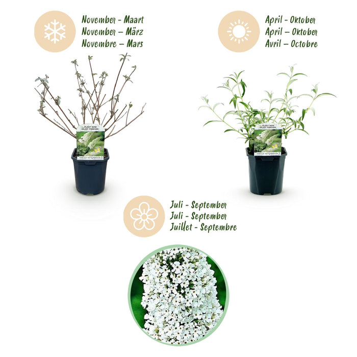 Buddleja davidii White Profusion - Vlinderstruik - Wit - ↕45cm - Ø17cm - 3x