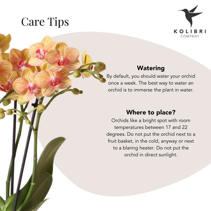 Gift set | Plantenset met 2 oranje Phalaenopsis Orchideeën en Succulent incl. keramieken sierpotten