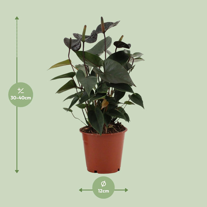 Anthurium Black Love - ↕36cm - Ø12cm