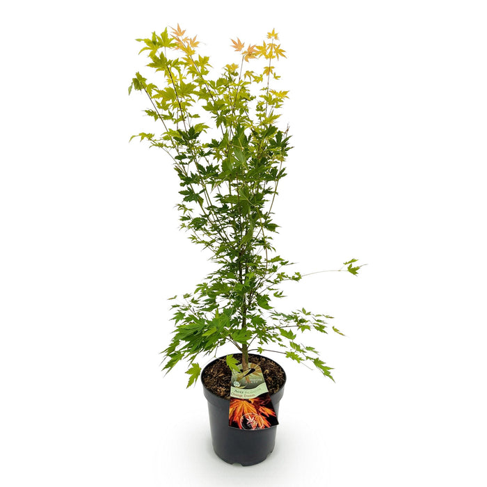 Acer palmatum Orange Dream - Japanse Esdoorn - Oranje - ↕90cm - Ø26cm
