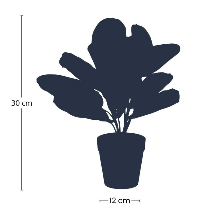 Maranta groen - Kunstplant - 30cm - In zwarte pot