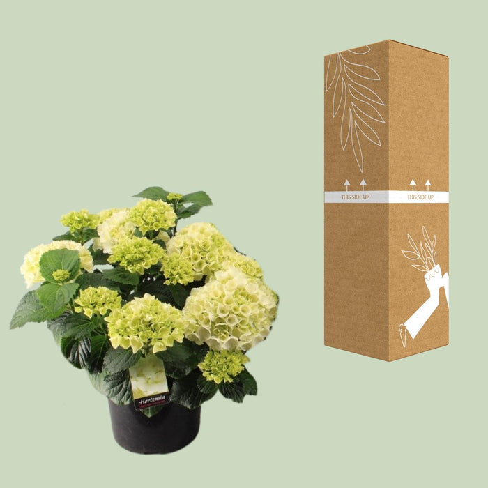 Hortensia Wit - Hydrangea macrophylla - Ø23cm - ↕40cm