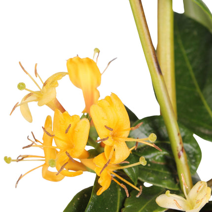 Lonicera henryi - Caprifoglio - ↕65cm - Ø15cm - 3x