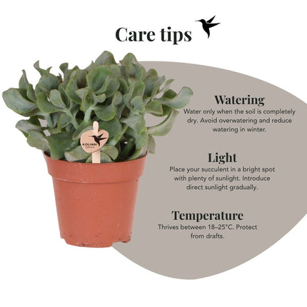 Crassula Arborescens - vetplant - Kolibri Greens - Ø12cm