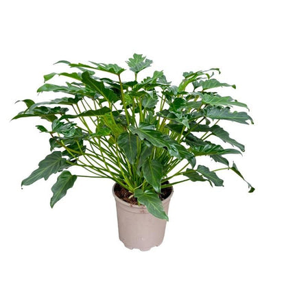Philodendron Xanadu - 60 cm