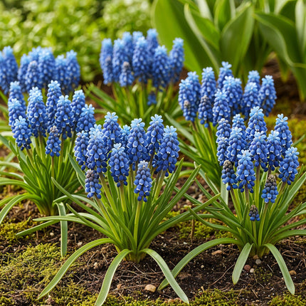 Bulbes de fleurs - Muscari Armeniacum - Couleur bleue - 50 bulbes - Calibre 8/9 - Paquet XXL