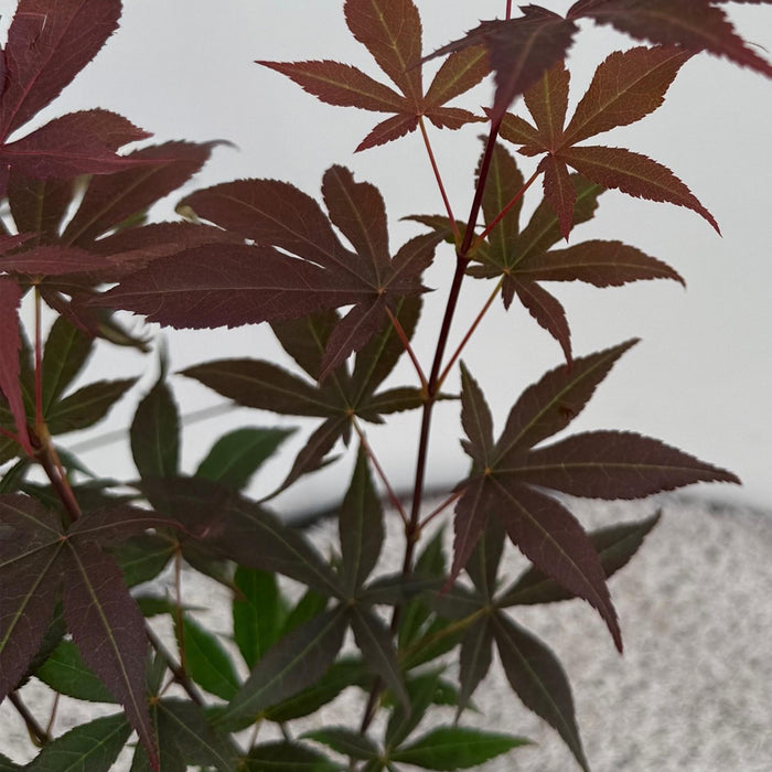 Acer palmatum Atropurpureum - Violet - Pot de 12 cm, Hauteur 35 cm - Lot de 3