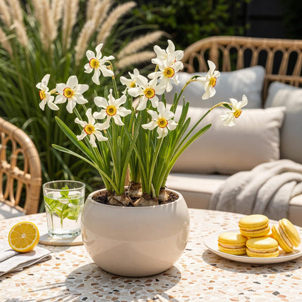 Bulbes de narcisses (Narcissus recurvus) - Blanc - Lot de 10 - Calibre 12/14 - Format XXL