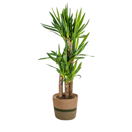 Yucca elephantipes mit Korb - ↕90-110 cm - Ø21 cm