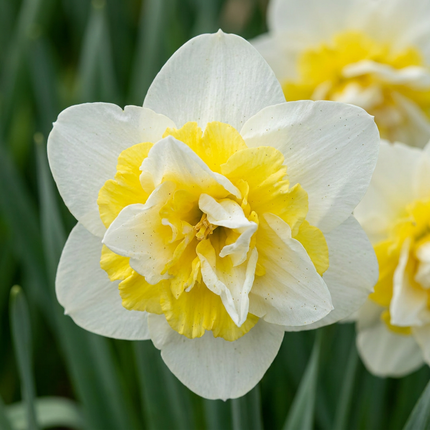 40x Narcissus Ice King - Bloembollen - Dubbele narcis - Wit en Geel - Voorjaarsbloeier - Bolmaat 12/14