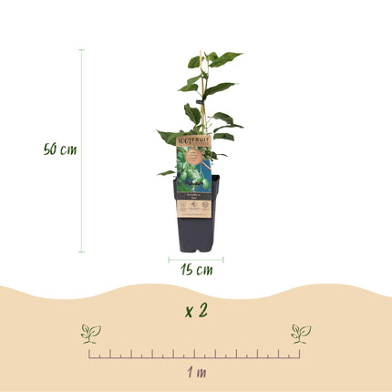 Acitinidia arguta Issai - Planta de kiwi - Autopolinizante - Fruto verde - 2 plantas - Maceta de 15 cm - Altura: 50 cm