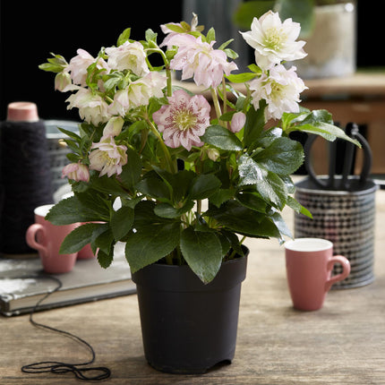 Hellébore d'Orient 'Double Ellen Pink' - Fleur rose - 2 plants - Persistant - Pot de 14 cm - Hauteur 35 cm