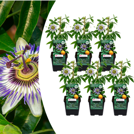 Passiflora caerulea (Passiebloem) 6x – P9 pot – exotische bloeiende klimplant
