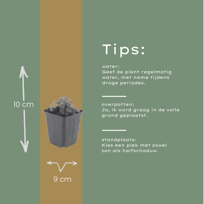 48x Geranium cin. 'Ballerina' - ↕10-25cm - Ø9cm