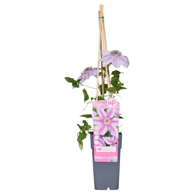 Clematis Nelly Moser - Woodbine - ↕65cm - Ø15cm
