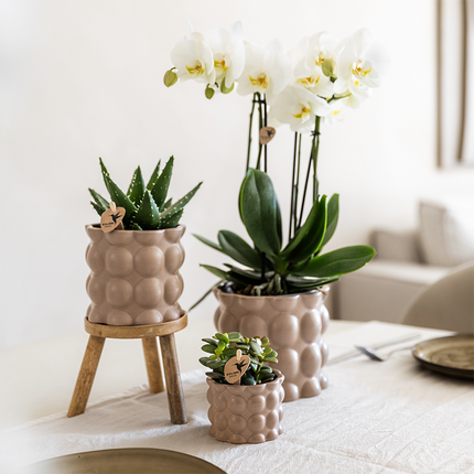Plantesæt med bomuldssand | Grønne planter med hvid Phalaenopsis-orkidé Ghent i dekorative keramikpotter