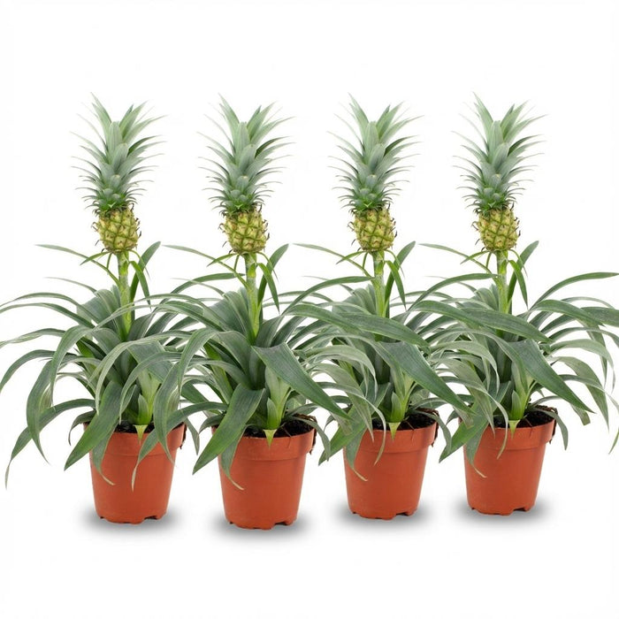 Ananasplant Mi Amigo - ↕35-40cm- Ø12cm - 4x