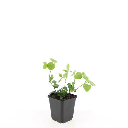 Vinca major - Strandsnegl - ↕10-25cm - Ø9cm - 24x